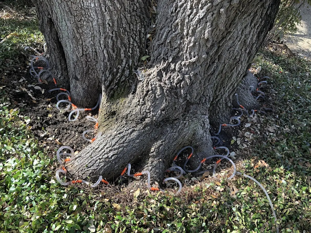 Detailed Tree Cabling and Bracing job site in Drumright