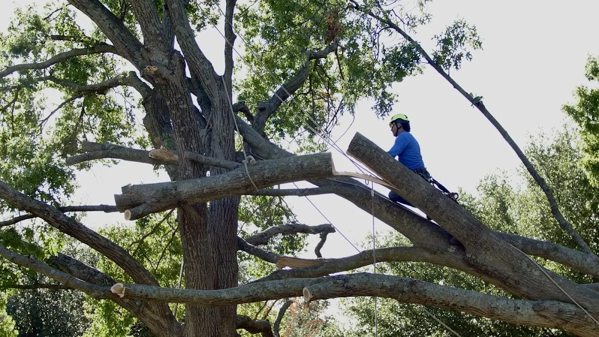 Professional Crown Thinning performed by certified arborists in Drumright
